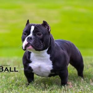 Meet your Posher, Ramiro